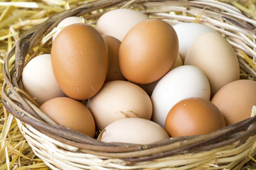 Chicken Eggs