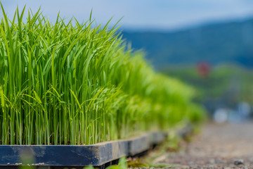 静岡県伊豆の国市　初夏の田植えシーズン