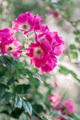 Fototapeta na wymiar Pink fresh roses in the garden