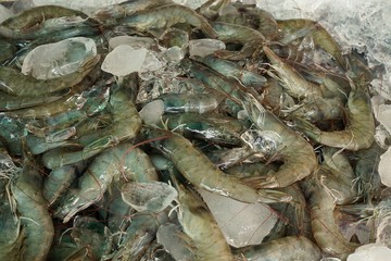 fresh prawns for sale in the fish market at Thailand. seafood on ice. fresh shrimp seafood product. prawns abstract background.