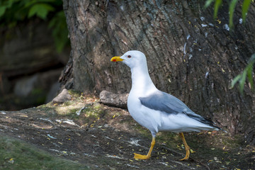 Glaucous Gull (Larus hyperboreus)