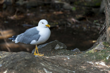 Glaucous Gull (Larus hyperboreus)