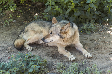 Grey Wolf Animal