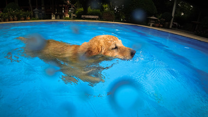 Golden Retriever Puppy Exercises in Swimming Pool (Underwater View)