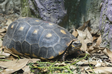 Close up shot of a turtle on a pond.