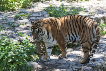 Siberian tiger (Panthera tigris altaica), also known as the Amur tiger.
