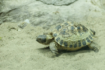 Close up shot of a turtle on a pond.