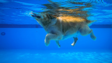Obraz premium Golden Retriever Puppy Exercises in Swimming Pool (Underwater View)