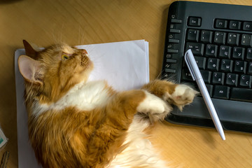 red furry pussycat lying near the keyboard and the pen on the table