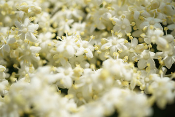 Black Elderberries flowers