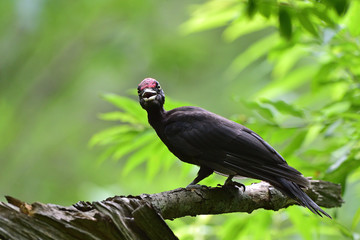クマゲラの幼鳥