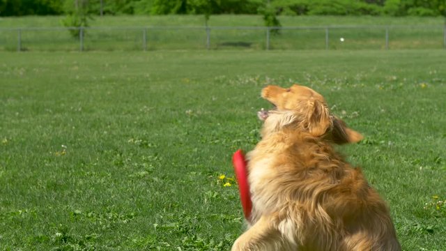 Dog frisbee fail, golden retriever cowers instead of catches a frisbee and it hits her in the face