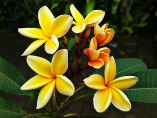 Yellow Frangipani Flower In Bali
