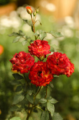 Fototapeta premium Red Roses in garden