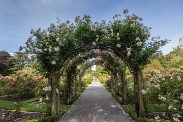 Obraz premium Rose arch in the Christchurch botanical gardens