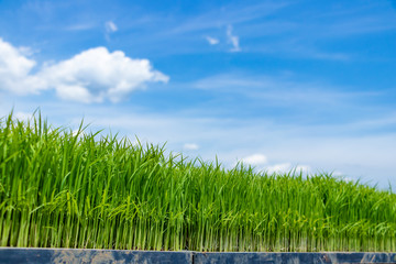 静岡県伊豆の国市　初夏の田植えシーズン