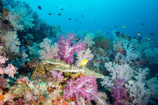 Hin Daeng Reefscape