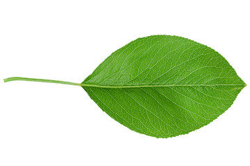 Fototapeta na wymiar Pear leaf closeup on white