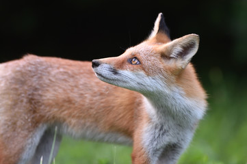 キタキツネの子供