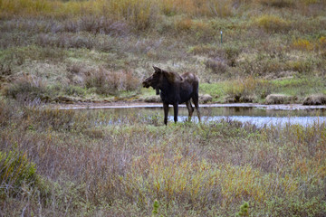 Fototapeta na wymiar Colorado Moose