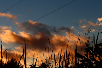 Fototapeta na wymiar sunset through the grass 