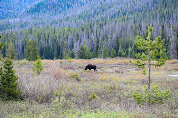 Colorado Moose
