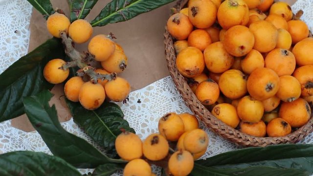 Eriobotrya japonica, loquat, Chinese plum, Japanese plum, Japanese medlar, Pipa, Nispero, and Maltese plum