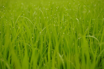 Grass. Fresh green spring grass with dew drops closeup