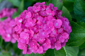 Hydrangea at Hattori Farm in Mobara City, Chiba Prefecture, Japan / Hattori farm is a famous place called a hydrangea mansion