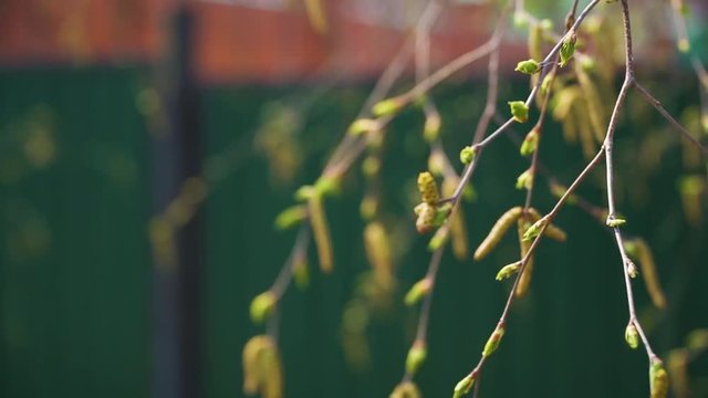 branch with young leaves on a background of the fence