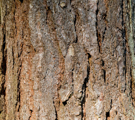 bark