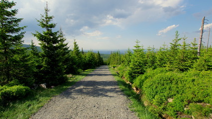 Leśna, szutrowa droga w Karkonoskim Parku Narodowym