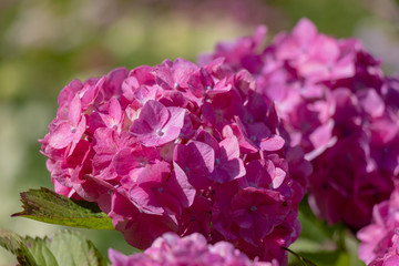 Hydrangea at Hattori Farm in Mobara City, Chiba Prefecture, Japan / Hattori farm is a famous place called a hydrangea mansion