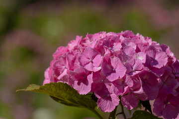 Hydrangea at Hattori Farm in Mobara City, Chiba Prefecture, Japan / Hattori farm is a famous place called a hydrangea mansion