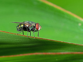 Macro Photo of Blow Fly on Green Leaf Isolated on Background