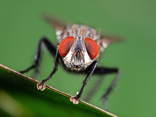 Macro Photo of Head of House Fly on Green Leaf