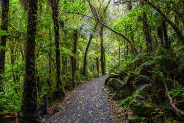 Fototapeta na wymiar Forest walk near Fox Glacier, South Island, New Zealand