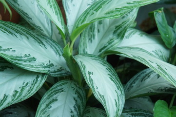 Aglaonema commutatum schott green foliage