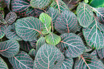 Fittonia verschaffeltii paercei mosaic red and green plant background