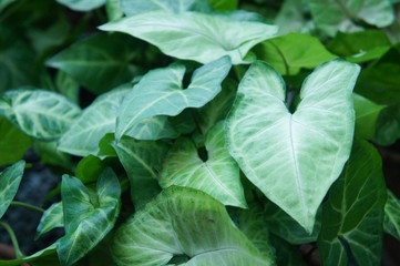 Syngonium podophyllum or  arrowhead green plant