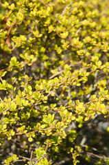 Japanese barberry aurea yellow green shrub