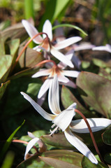Erythronium dens-canis white splendour white flowers with green
