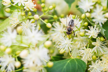 Bee pollinates the linden flowers. Honey bee in lime branches. Closeup, selective focus