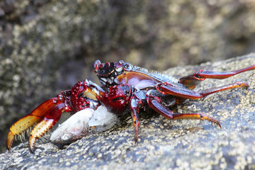 TIERE_3996_rote_Klippenkrabbe_beim_Fischessen