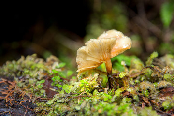 Wild fungus in forest near Fox Glacier, New Zealand