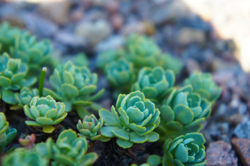 Green sedum pachyclados succulent rosettes plant