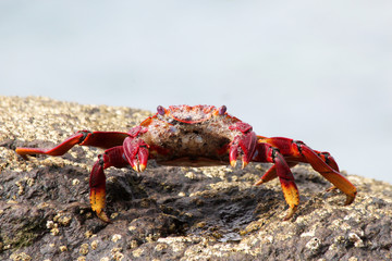 TIERE_4681_rote_Klippenkrabbe