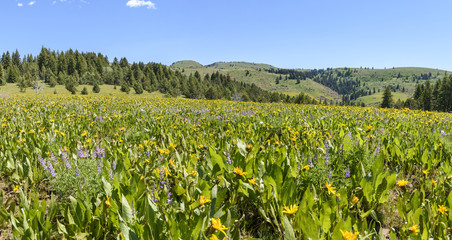 Fototapeta na wymiar Mules Ears and Lupine Coloring the Hillsides of Southwestern Idaho and Southeastern Oregon