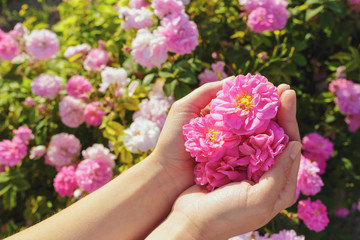 Woman holding roses closeup. Summer season.