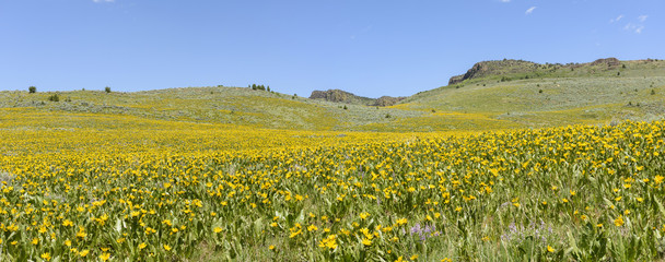 Mules Ears and Lupine Coloring the Hillsides of Southwestern Idaho and Southeastern Oregon